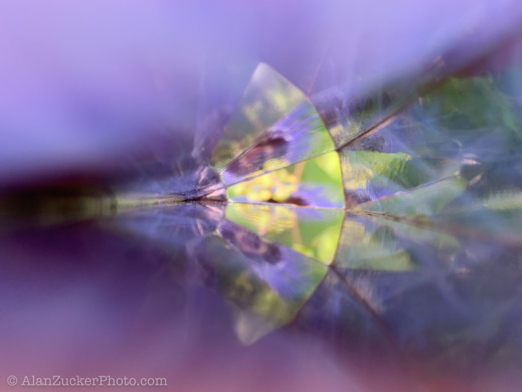 abstract photo from a flower