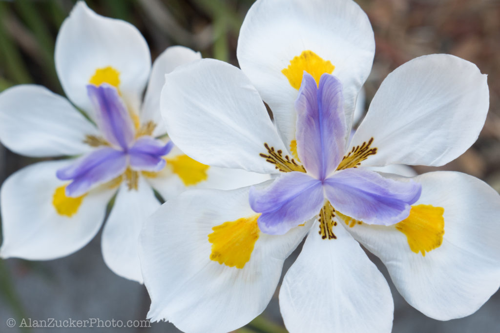 Iris flower