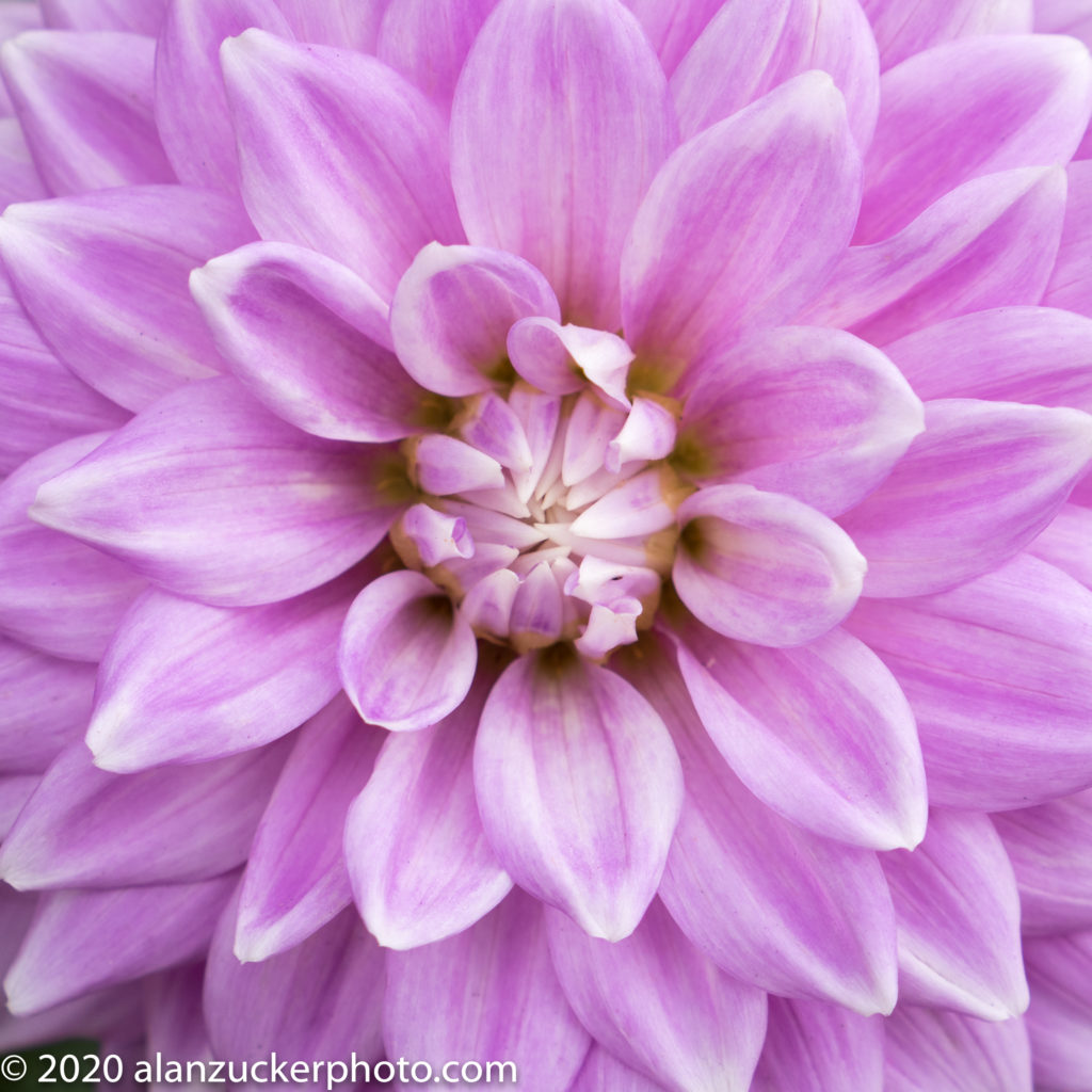 Dahlia Dance