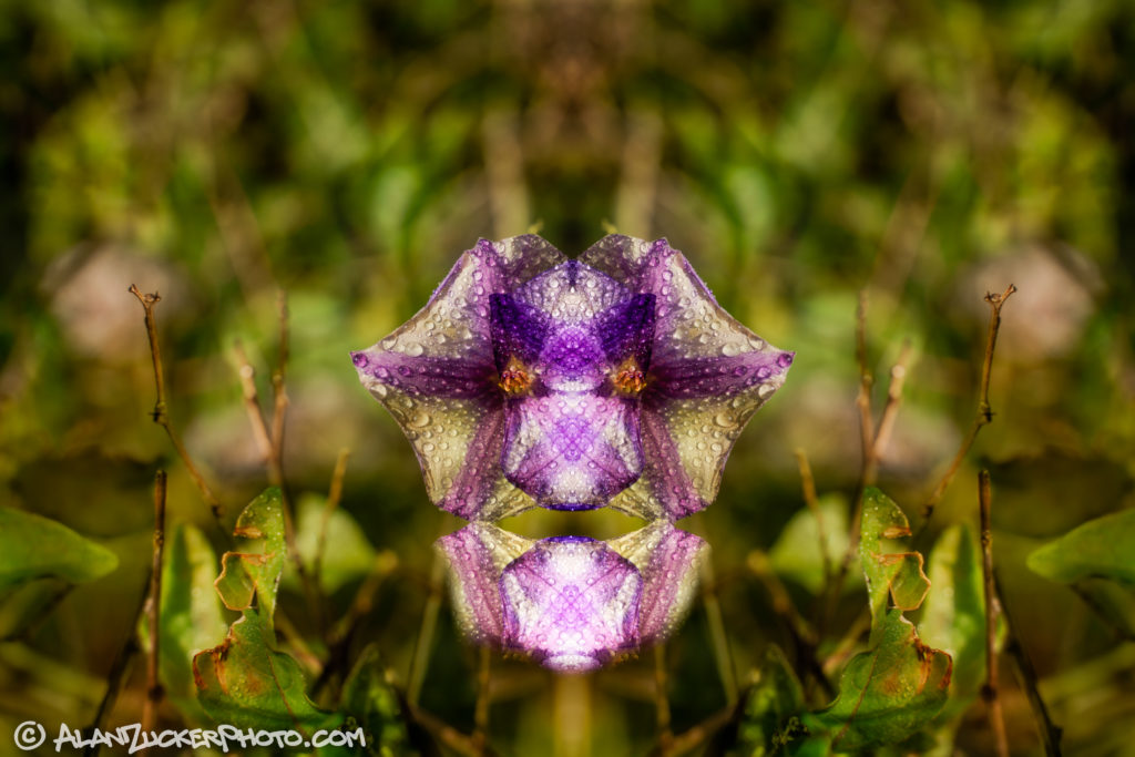 A Face, through mirrors