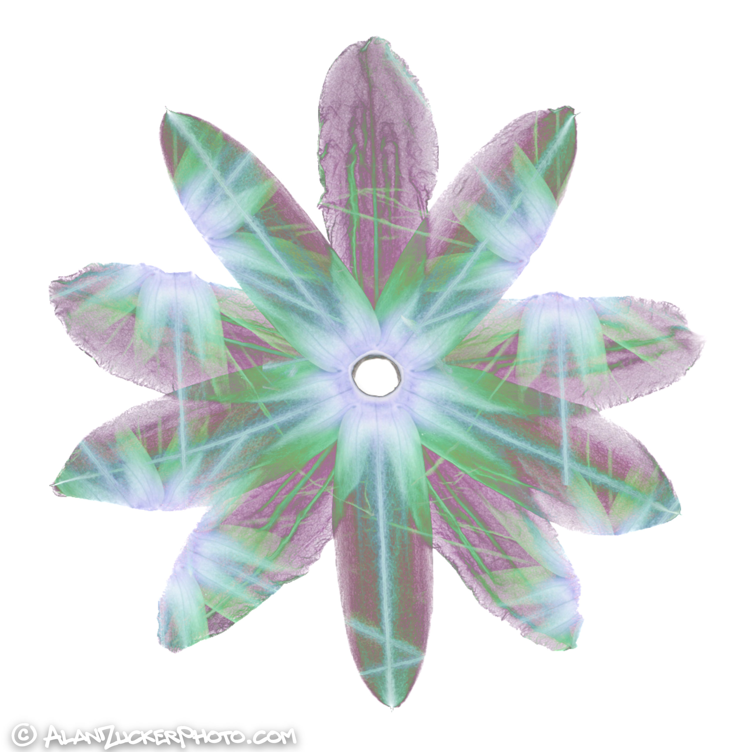 passiflora