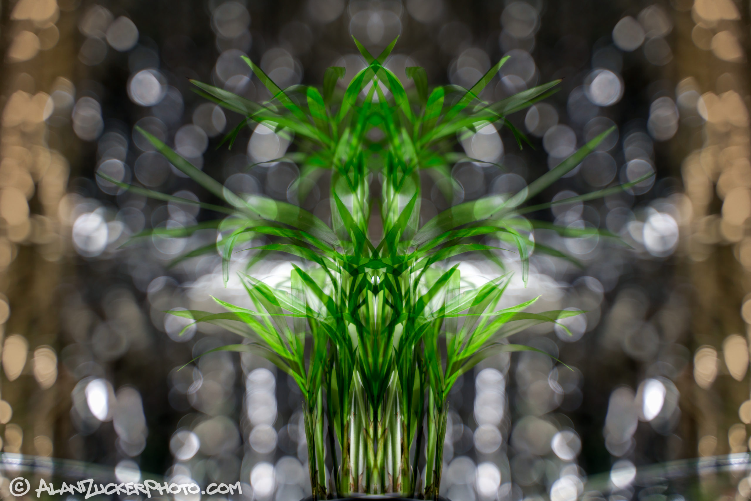 green plant in front of silver and gold