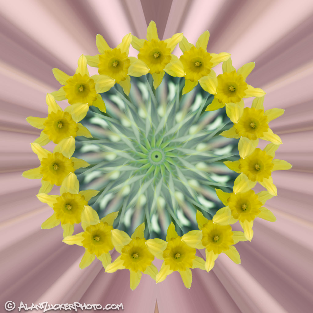 Spring Wheel of Daffodil Mandala