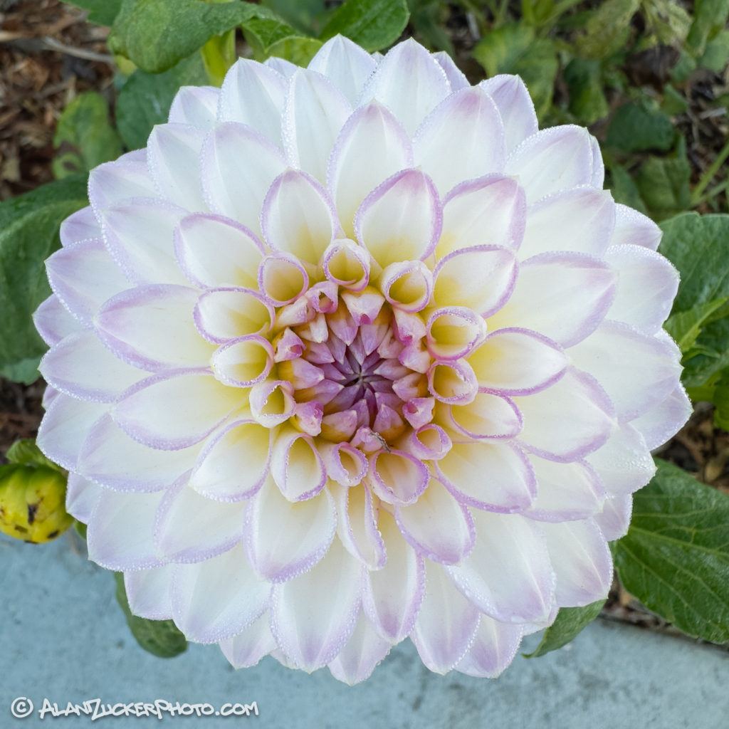 Late Blooming Dew-Covered Dahlia